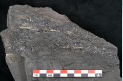 Foto (Detailansicht) von Odontopteris minor Brongniart (NHMW-GEO-2024-0188-10722)